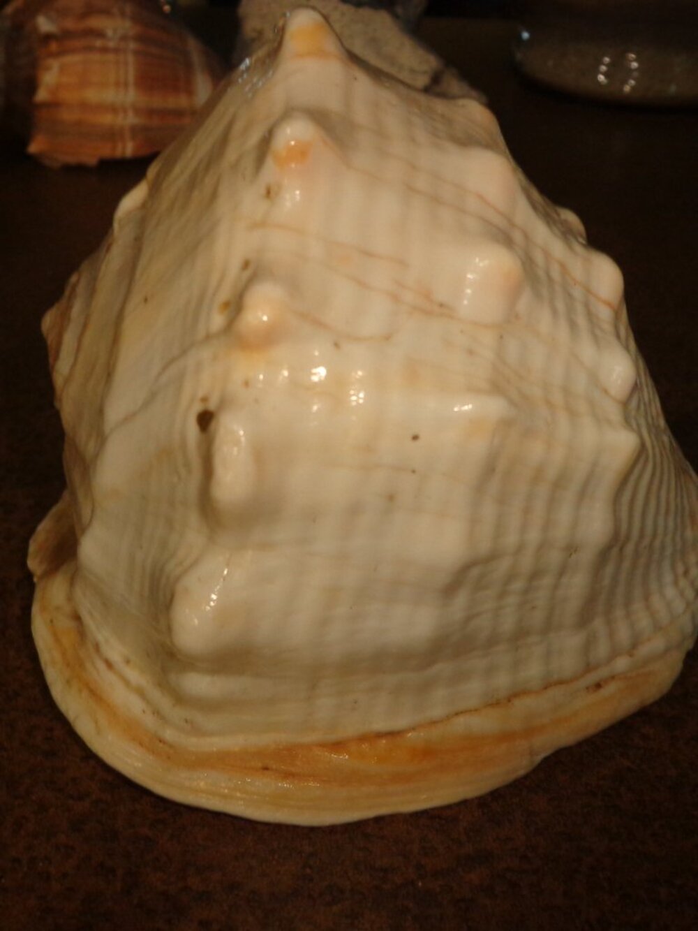 Sea Shell Authentic Cassis Rufa Nature's Beauty 5.5" - Picture 2 of 6